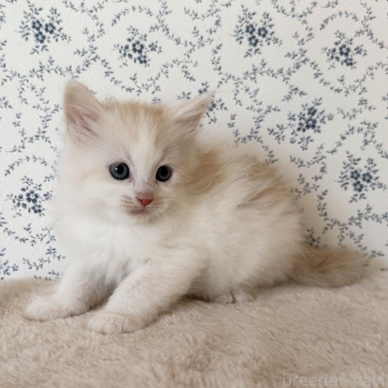 販売中の茨城県のサイベリアン-138887の2枚目