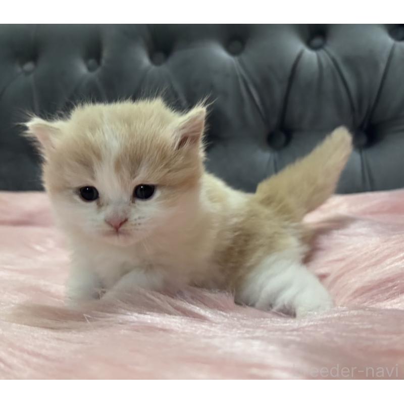 販売中の鹿児島県のマンチカン-138888の7枚目