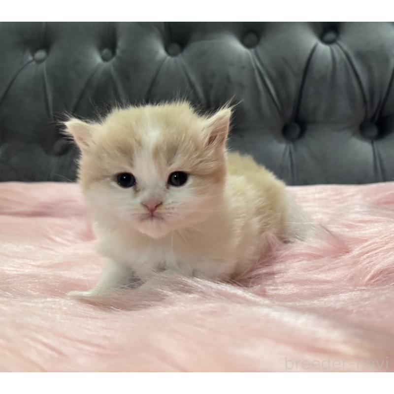 販売中の鹿児島県のマンチカン-138888の6枚目