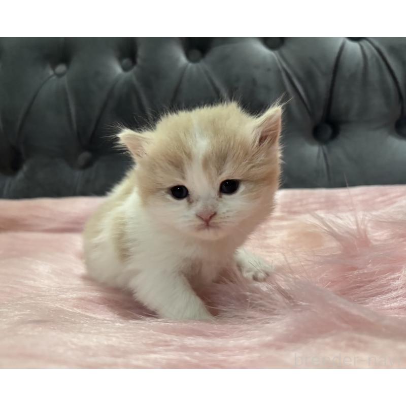 販売中の鹿児島県のマンチカン-138888の5枚目