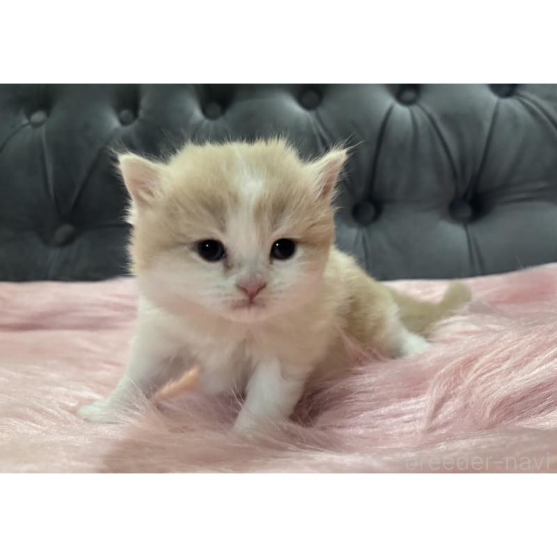 販売中の鹿児島県のマンチカン-138888の4枚目