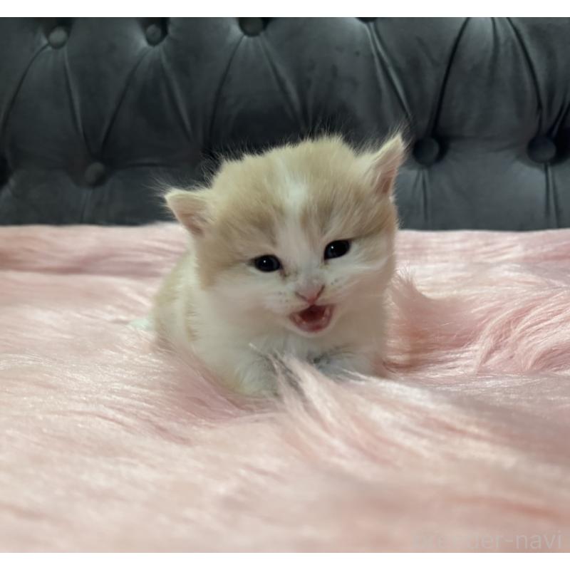 販売中の鹿児島県のマンチカン-138888の3枚目