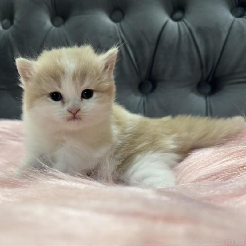 販売中の鹿児島県のマンチカン-138888の1枚目