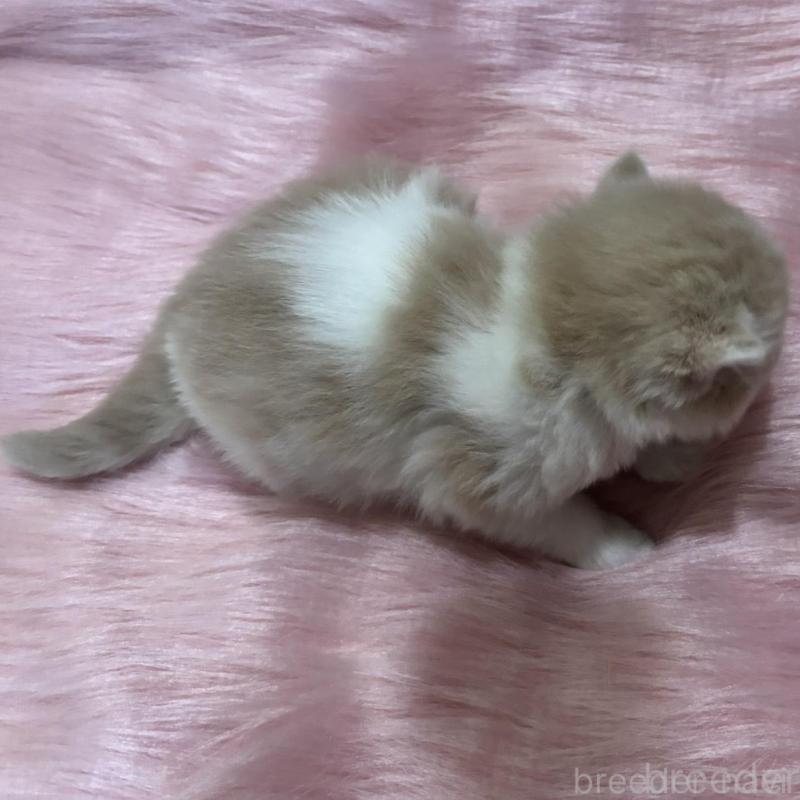 販売中の鹿児島県のマンチカン-138888の2枚目