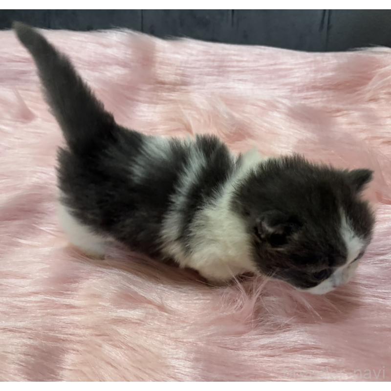 販売中の鹿児島県のマンチカン(短足)-138889の8枚目