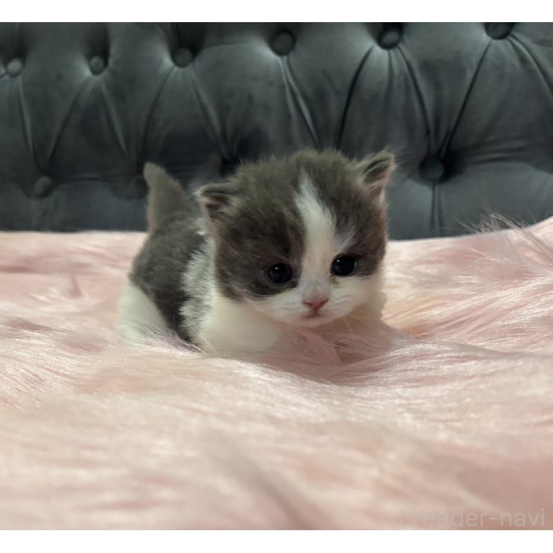 販売中の鹿児島県のマンチカン(短足)-138889の7枚目