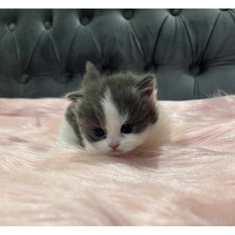 販売中の鹿児島県のマンチカン(短足)-138889の6枚目