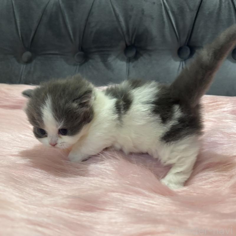 販売中の鹿児島県のマンチカン(短足)-138889の5枚目