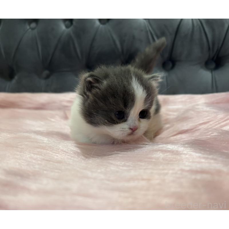 販売中の鹿児島県のマンチカン(短足)-138889の4枚目