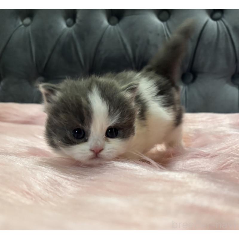 販売中の鹿児島県のマンチカン(短足)-138889の3枚目