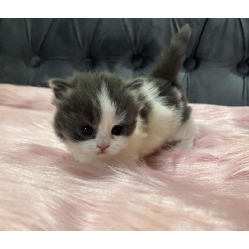 販売中の鹿児島県のマンチカン(短足)-138889の2枚目