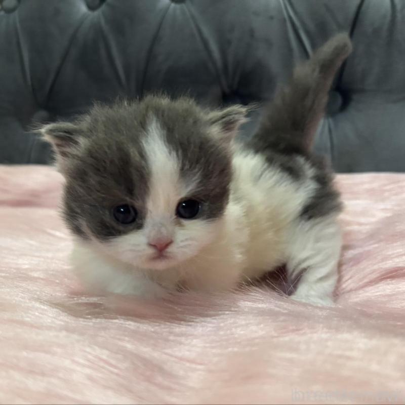 販売中の鹿児島県のマンチカン(短足)-138889