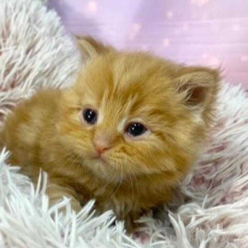 販売中の大阪府のマンチカン-138890の6枚目