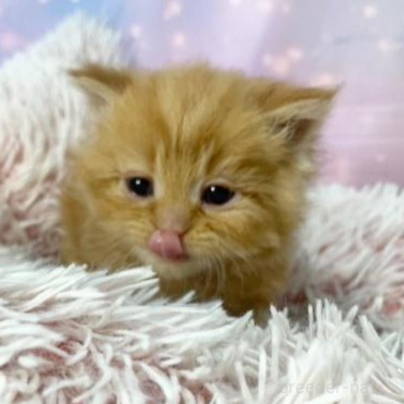 販売中の大阪府のマンチカン-138890の4枚目