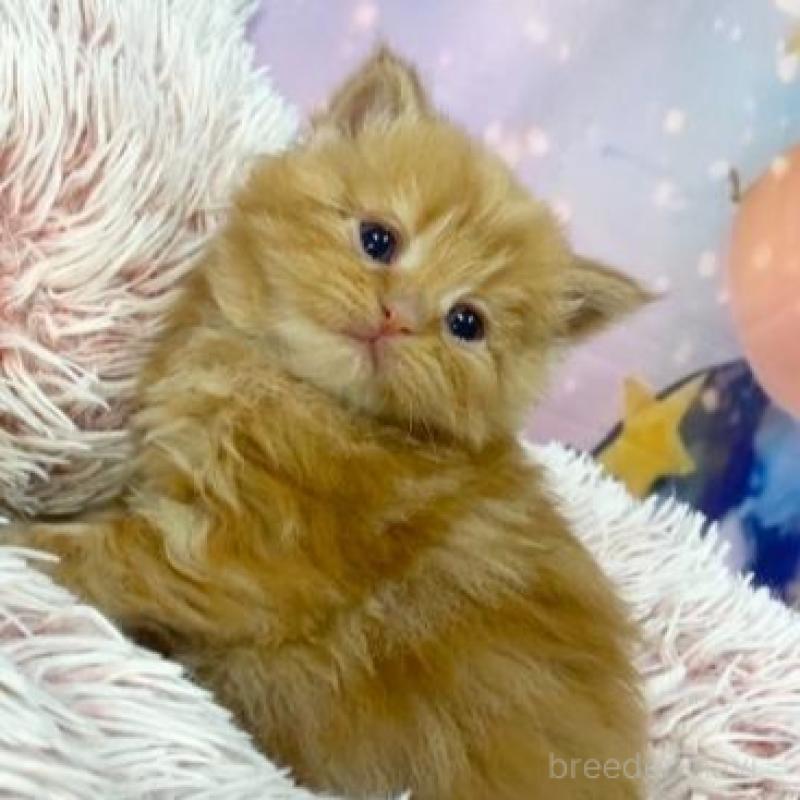 販売中の大阪府のマンチカン-138890の3枚目