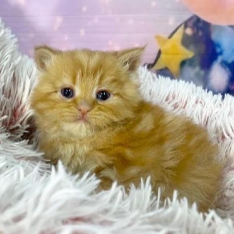 販売中の大阪府のマンチカン-138890の2枚目