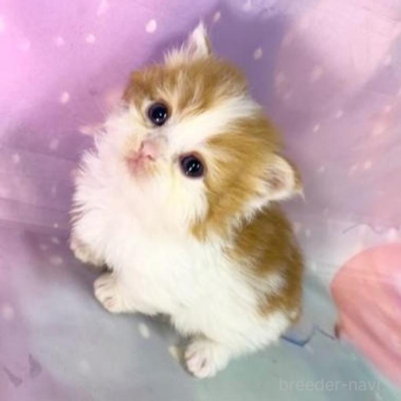 販売中の大阪府のマンチカン(短足)-138891の6枚目