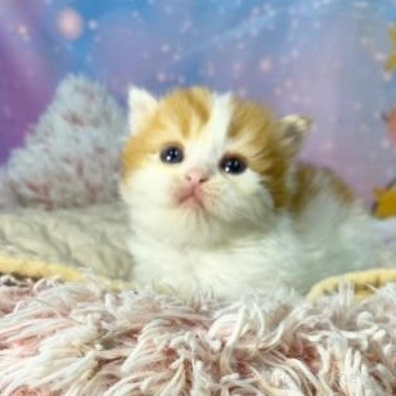 販売中の大阪府のマンチカン(短足)-138891の5枚目