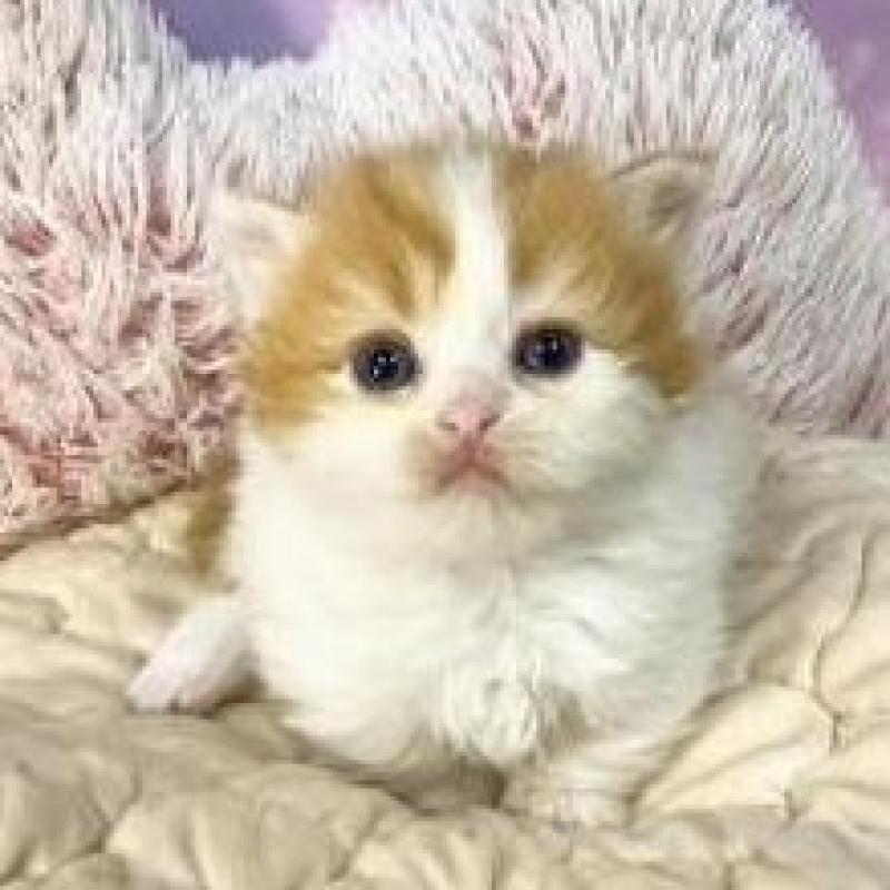 販売中の大阪府のマンチカン(短足)-138891の4枚目