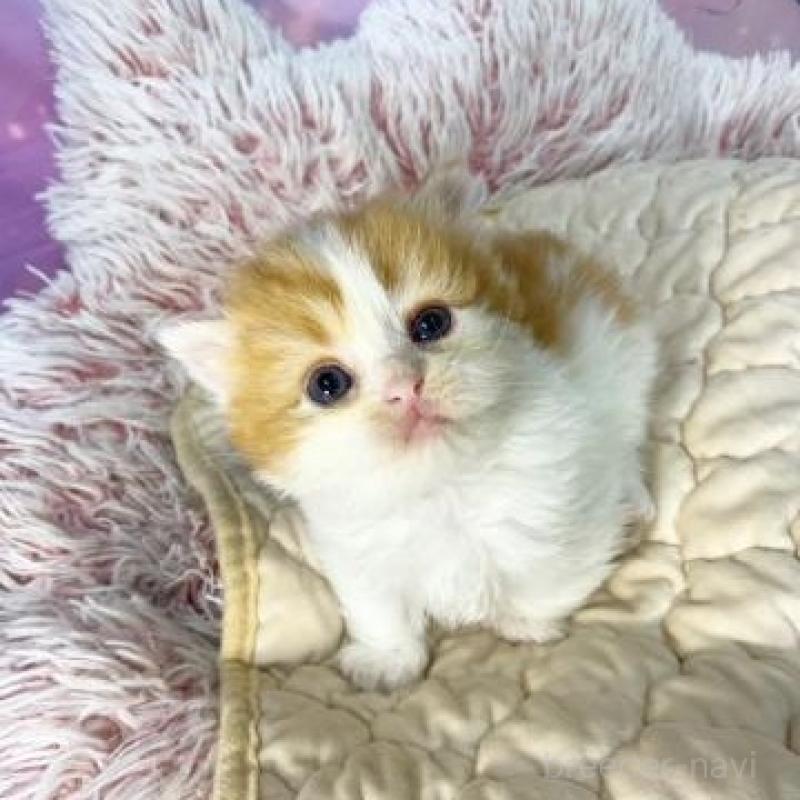 販売中の大阪府のマンチカン(短足)-138891の3枚目