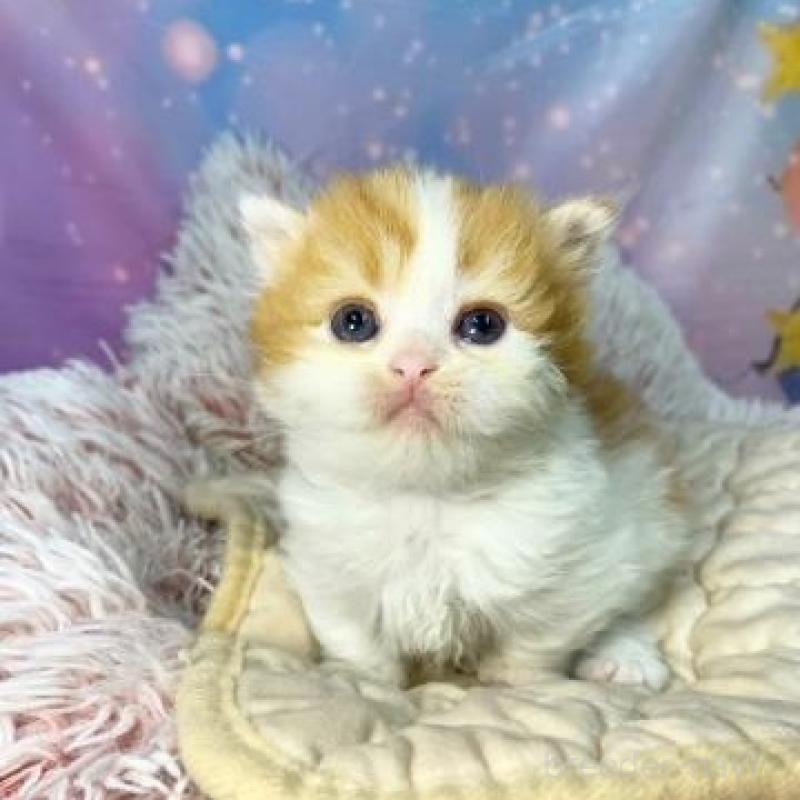 販売中の大阪府のマンチカン(短足)-138891の2枚目