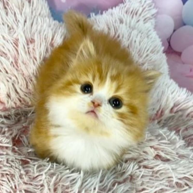 販売中の大阪府のマンチカン(短足)-138892の6枚目