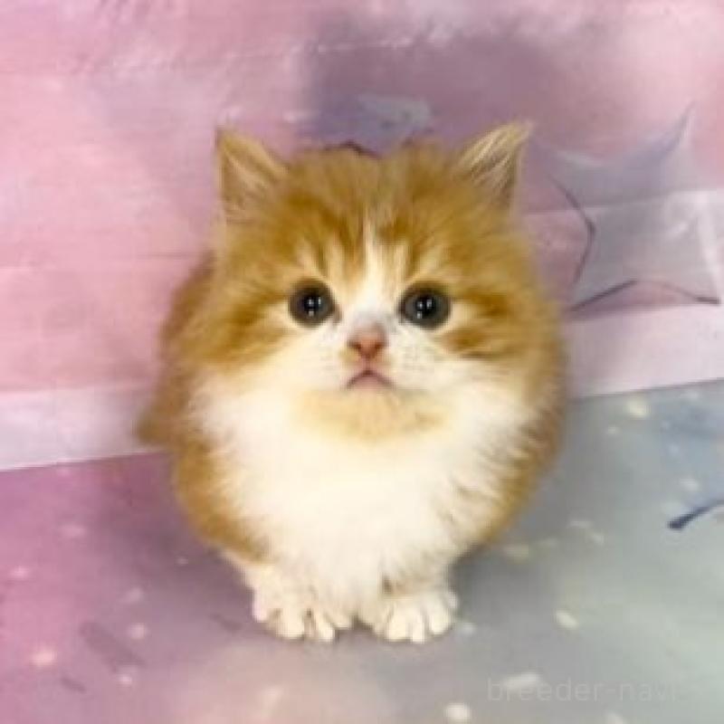 販売中の大阪府のマンチカン(短足)-138892の5枚目