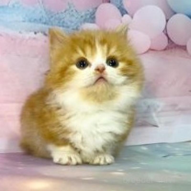 販売中の大阪府のマンチカン(短足)-138892の4枚目