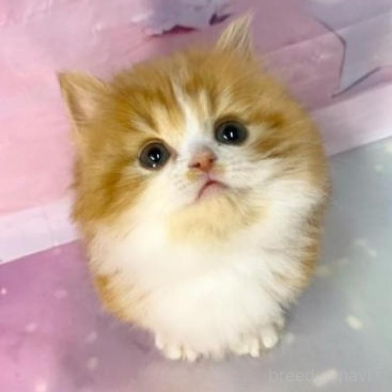 販売中の大阪府のマンチカン(短足)-138892の3枚目