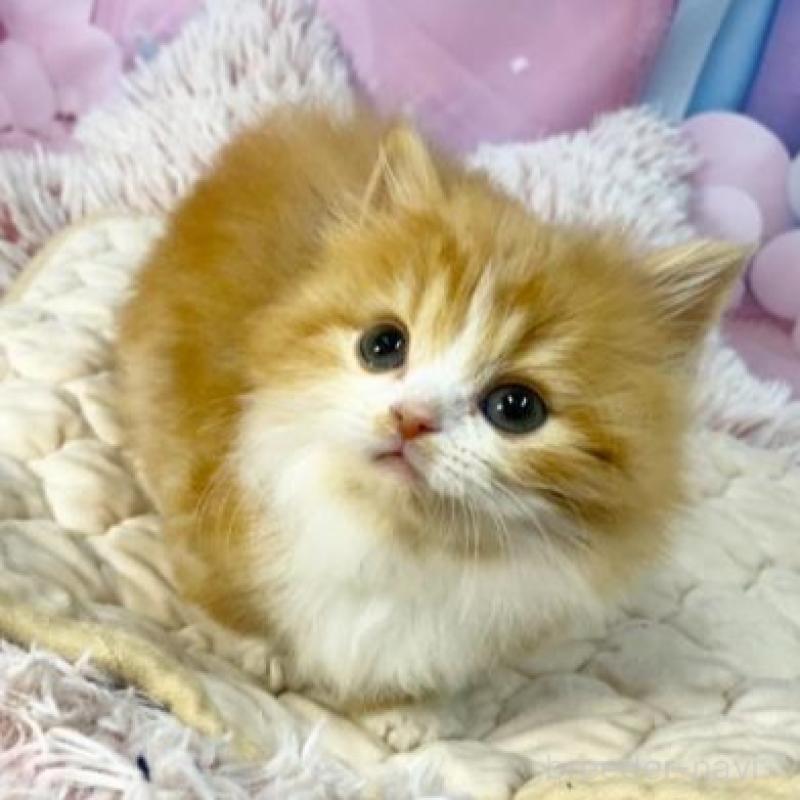 販売中の大阪府のマンチカン(短足)-138892の2枚目