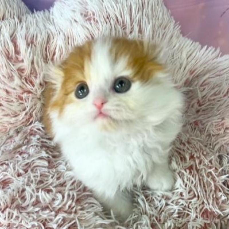 販売中の大阪府のスコティッシュフォールド(折れ耳)-138893の6枚目