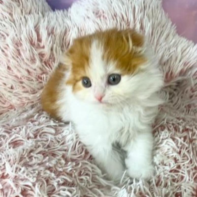 販売中の大阪府のスコティッシュフォールド(折れ耳)-138893の5枚目