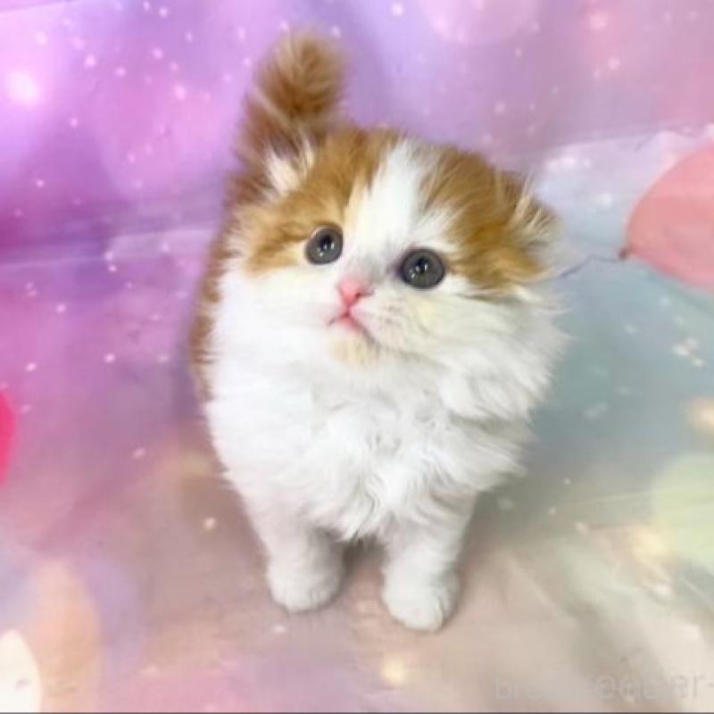 販売中の大阪府のスコティッシュフォールド(折れ耳)-138893の4枚目