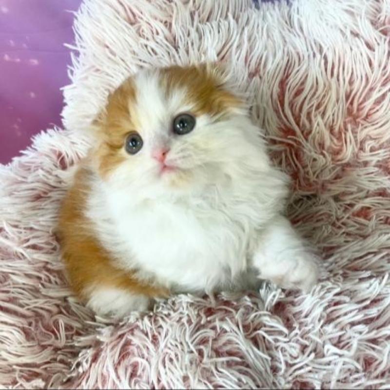 販売中の大阪府のスコティッシュフォールド(折れ耳)-138893の3枚目