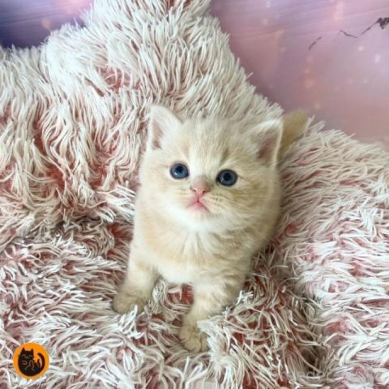 販売中の大阪府のスコティッシュフォールド-138894