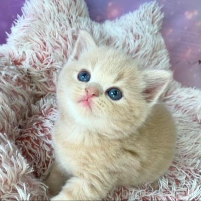 販売中の大阪府のスコティッシュフォールド-138894の6枚目