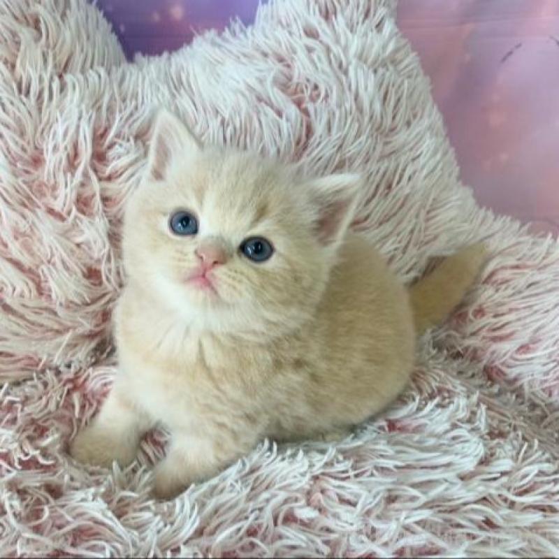 販売中の大阪府のスコティッシュフォールド-138894の4枚目