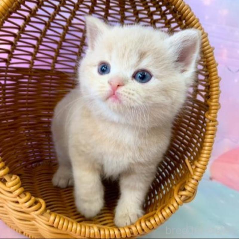 販売中の大阪府のスコティッシュフォールド-138894の3枚目