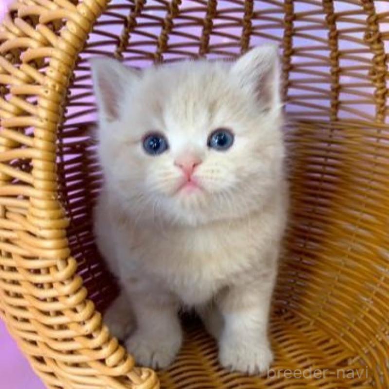 販売中の大阪府のスコティッシュフォールド-138894の2枚目