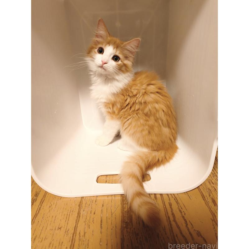 販売中の神奈川県のノルウェージャンフォレストキャット-135970の2枚目