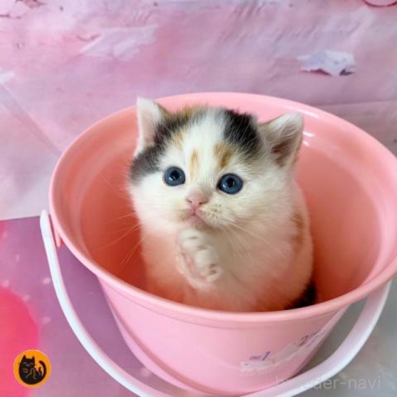 販売中の大阪府のスコティッシュフォールド-138895の1枚目