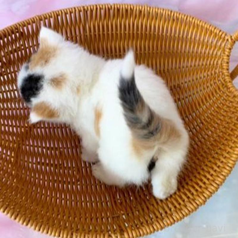 販売中の大阪府のスコティッシュフォールド-138895の6枚目