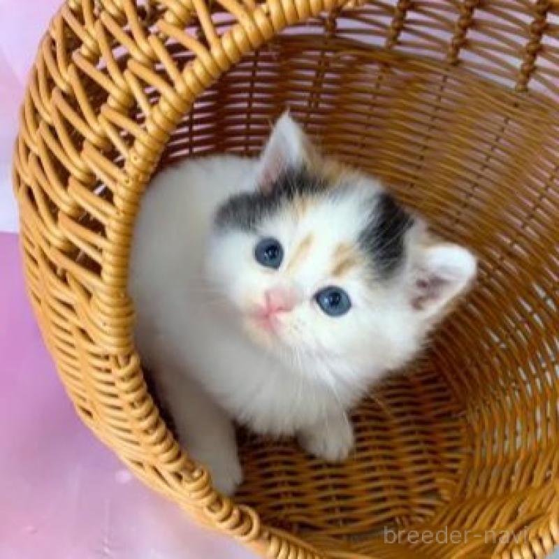 販売中の大阪府のスコティッシュフォールド-138895の5枚目