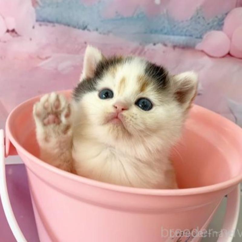 販売中の大阪府のスコティッシュフォールド-138895の4枚目