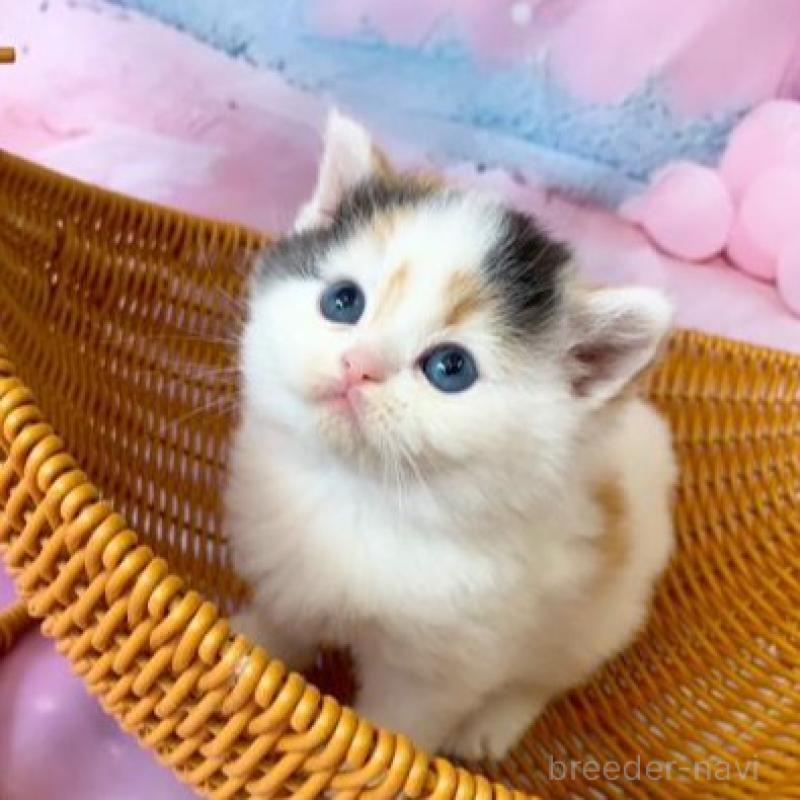 販売中の大阪府のスコティッシュフォールド-138895の3枚目