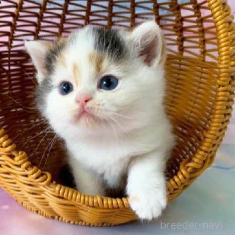 販売中の大阪府のスコティッシュフォールド-138895の2枚目