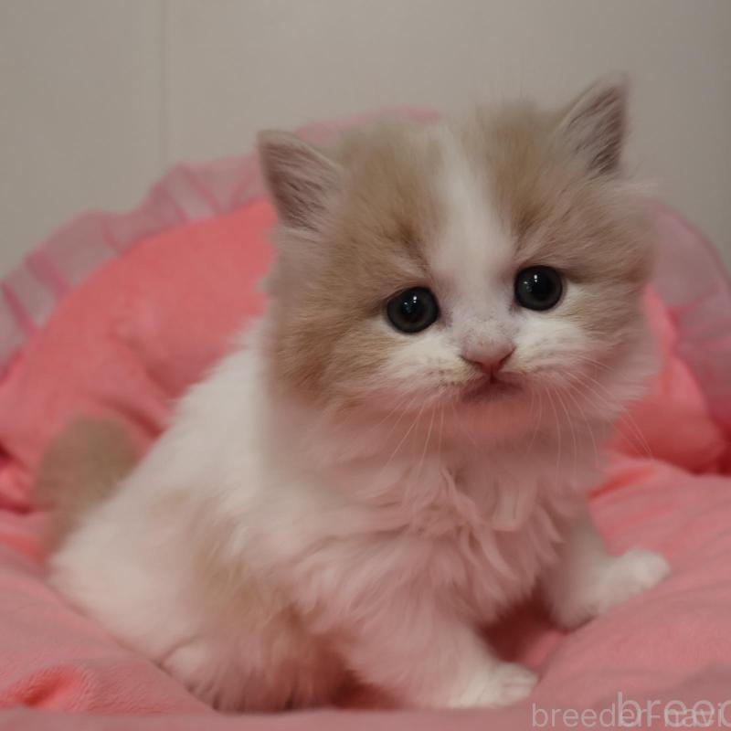 販売中の東京都のスコティッシュフォールド-138896