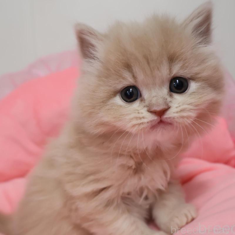 販売中の東京都のスコティッシュフォールド-138897