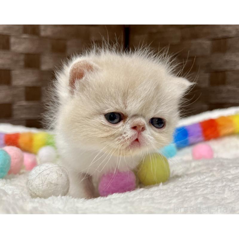 販売中の愛知県のエキゾチックショートヘア-138900の9枚目