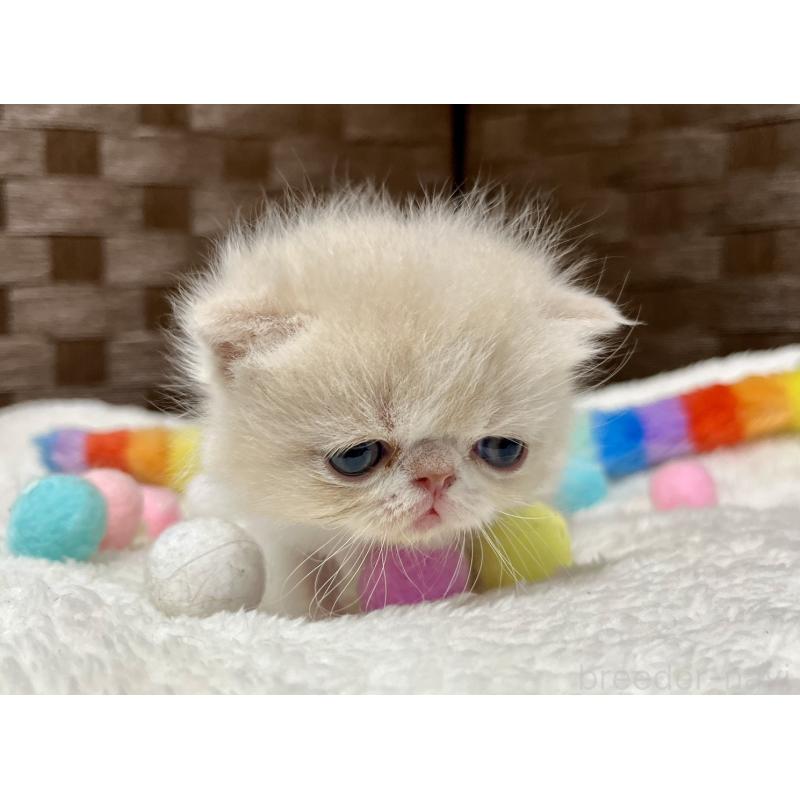 販売中の愛知県のエキゾチックショートヘア-138900の8枚目